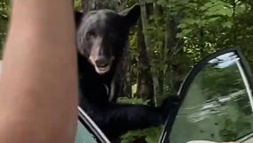 'Go! Go!': Tennessee man scares away black bear trapped in his car