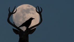 Buck moon: When to see July 2021’s full moon and why it may look red