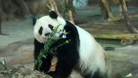 Giant pandas no longer endangered but still vulnerable, China says