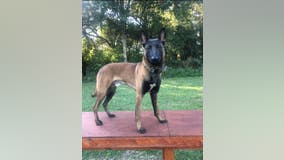 Savannah police K-9 dies in officer-involved vehicle crash