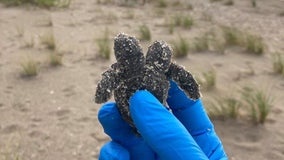 Two-headed turtle found at South Carolina state park