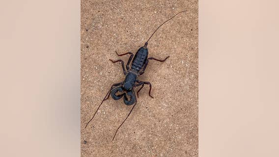 Acid-shooting 'spider-scorpion' found in Texas park creeps out social media