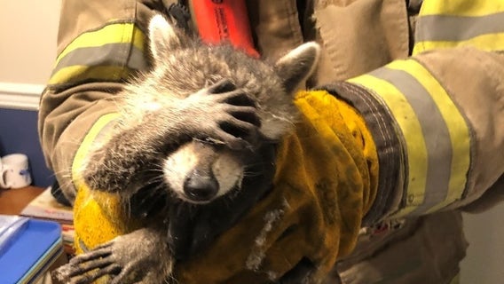 Photo of 'embarrassed' raccoon rescued by firefighters goes viral