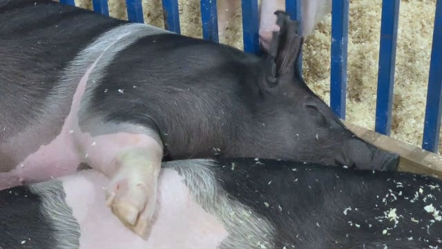 Ozaukee County Fair 4-H members beat the heat