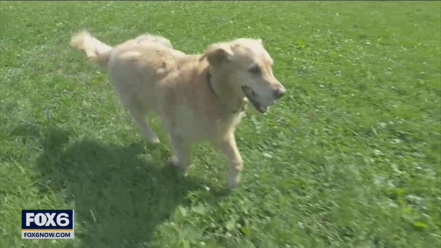 Drexel Dog Days: Bring your K9 companion to this free event