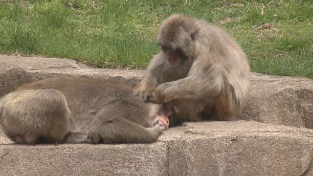 COVID vaccine for zoo animals in Wisconsin