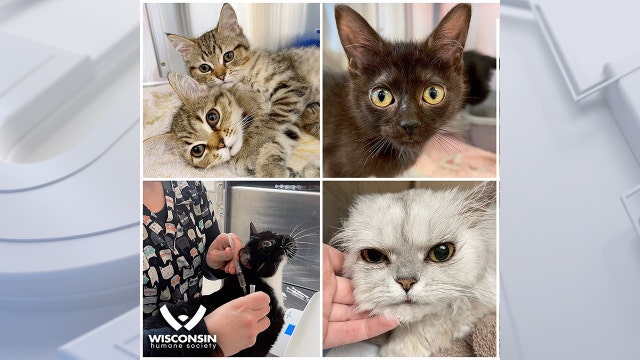Wisconsin Humane Society: Cats removed from home, could be 80 total
