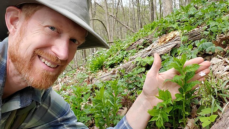 Green violet, a species last documented in Wisconsin in 1958, was found this spring on a State Natural Area in west central Wisconsin by DNR Conservation Biologist Ryan O’Connor. / Photo Credit: Wisconsin DNR