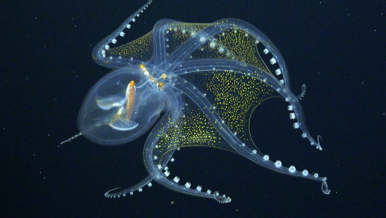 Glass Octopus Sighted By Marine Scientists In Pacific Ocean