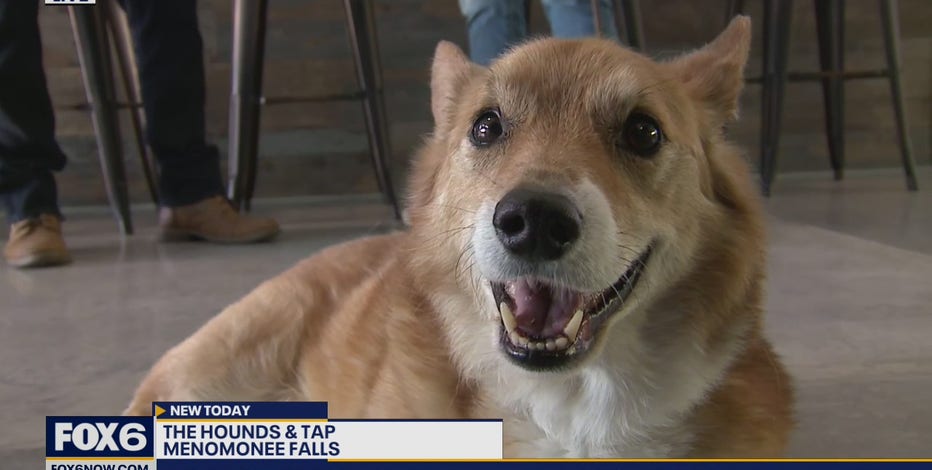 Have you ever wanted to take your dog to a bar? Now you can