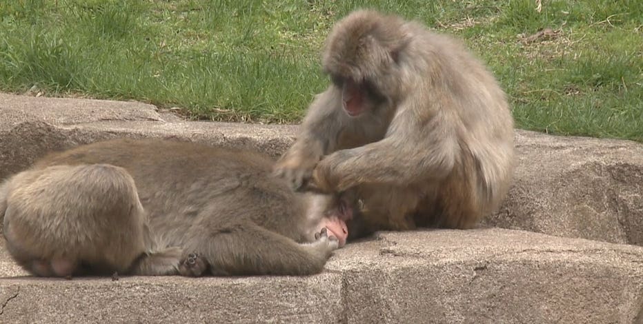 COVID vaccine for zoo animals in Wisconsin