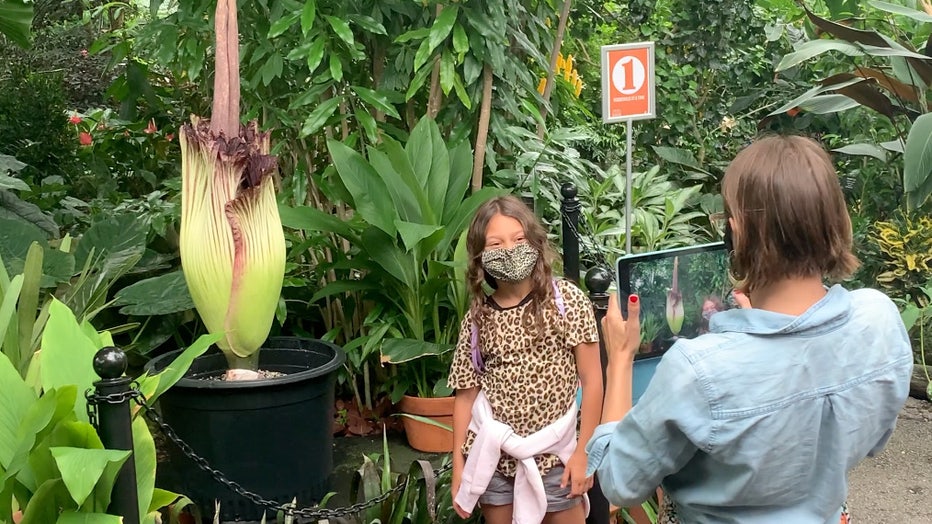 Corpse Flower at the Mitchell Park Domes