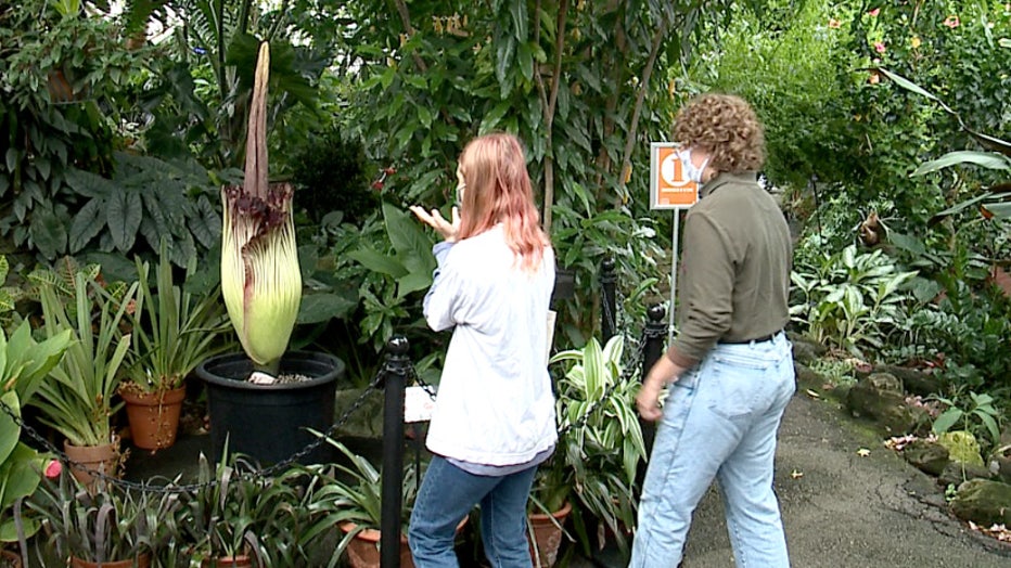 Corpse Flower at the Mitchell Park Domes