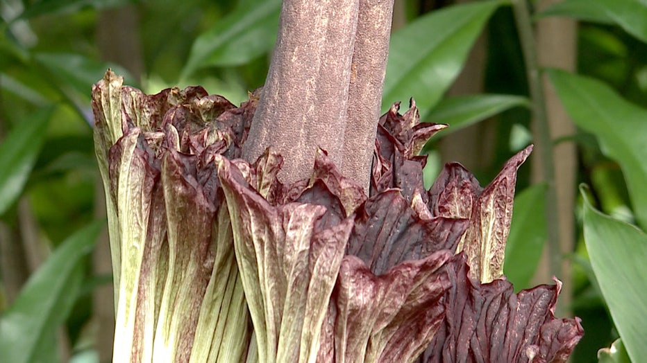 Corpse Flower at the Mitchell Park Domes