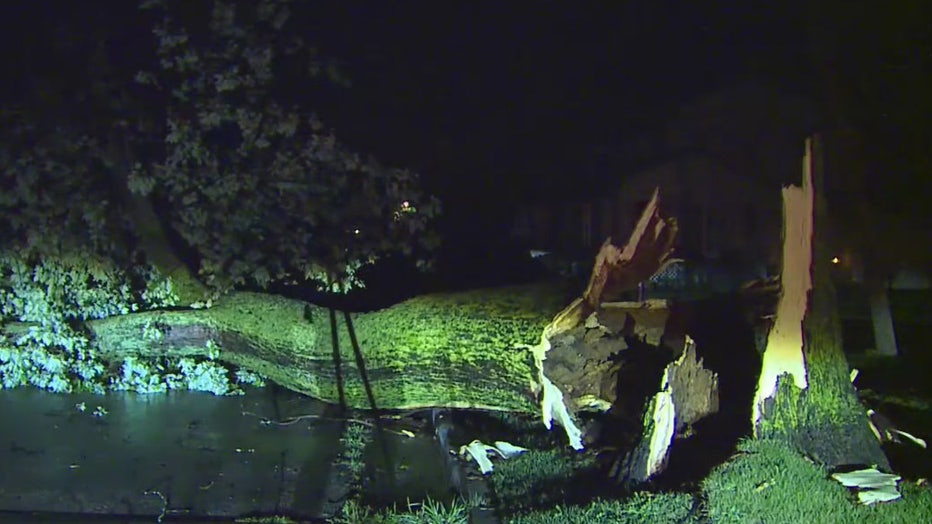 Downed tree in Fond du Lac area