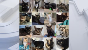 Wisconsin Humane Society: 100+ cats now received in surrender