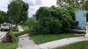 West Allis trees uprooted, Milwaukee's south side hit hard by storms