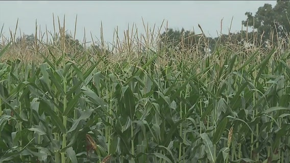 Evers proposes $25M Wisconsin agriculture package