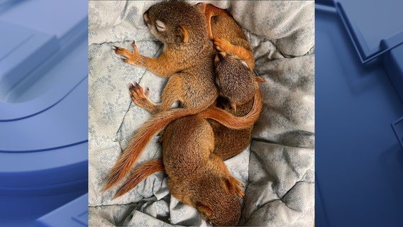Baby squirrels rescued from Brewers' parking lot