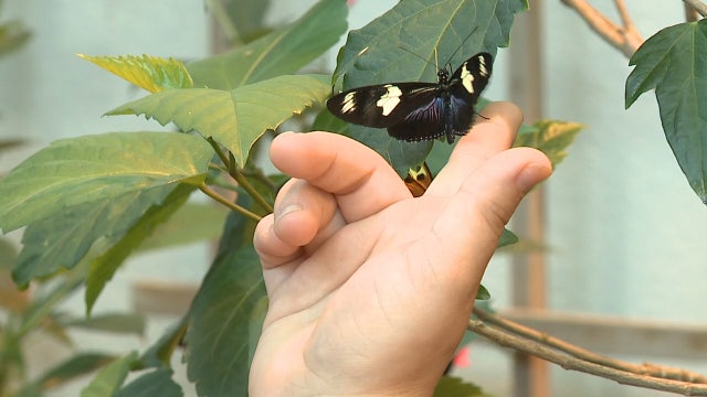Milwaukee Public Museum Butterfly Wing reopens Aug. 19