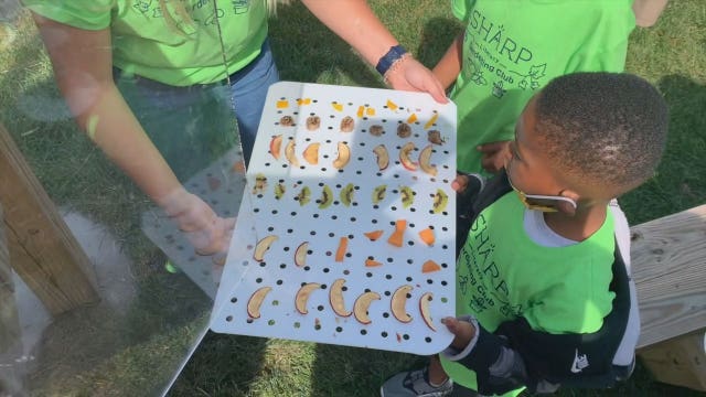 Silver Spring Neighborhood Center Garden Club plants seeds of STEM