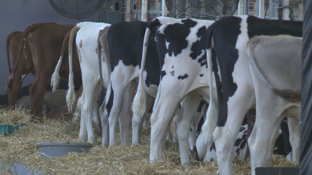 $20.2M for dairy business innovation, USDA announces