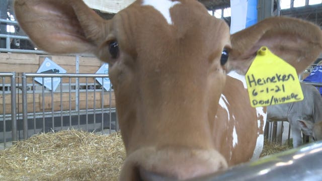 Dairy Lane at Wisconsin State Fair
