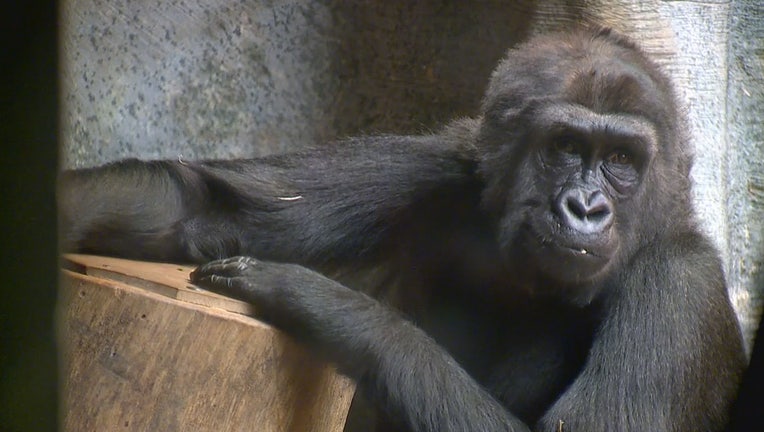 Western lowland gorilla at Milwaukee County Zoo