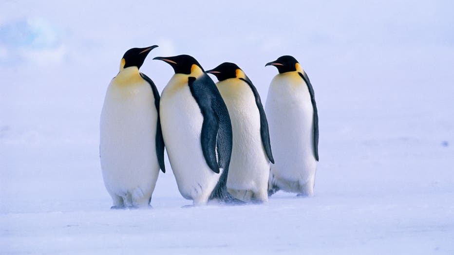 Emperor Penguins, Aptenodytes forsteri, Dawson Lambton Glacier, Weddell Sea, Antarctica
