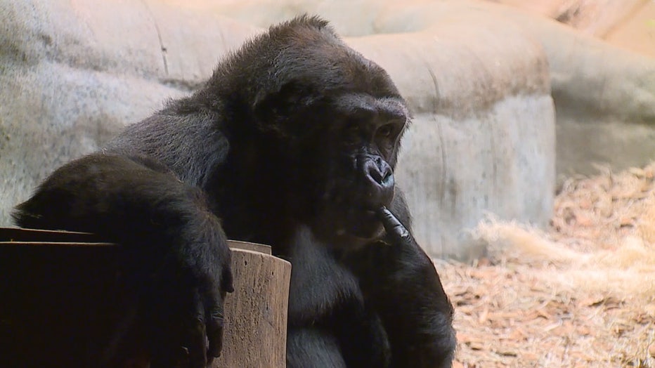 Western lowland gorilla at Milwaukee County Zoo