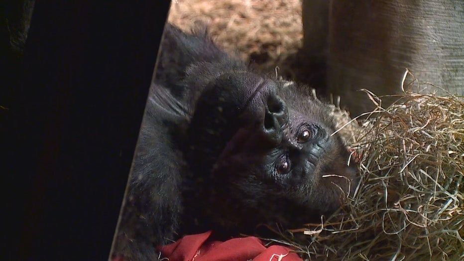 Primates of the World Archives - Milwaukee County Zoo