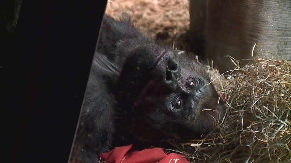 Western lowland gorilla at Milwaukee County Zoo