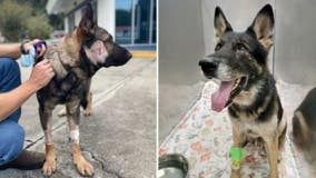 2 Florida K-9s recovering after getting shot by armed carjacking suspect, deputies say