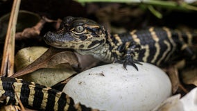 Baby American Alligators hatch at Gatorland in Orlando