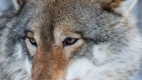 Wisconsin wolf hunt lawsuits; no DNR action on outside attorneys