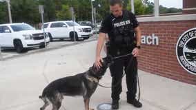 Daytona Beach K-9 donates blood to fellow police dog shot while on duty