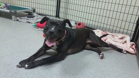 HAWS dog awaiting adoption, 1 year spent at shelter