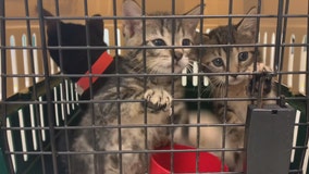 Pets rescued from hurricane arrive in Waukesha