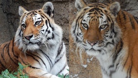 Racine Zoo Amur tiger dies from complications during routine exam