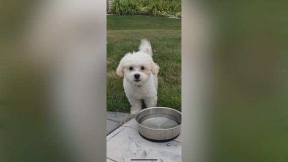 Oak Creek family's puppy, car stolen in Milwaukee