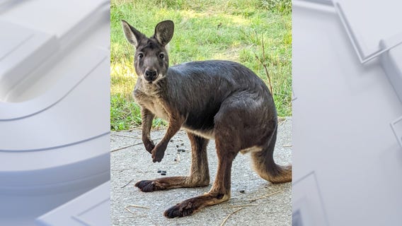 Racine Zoo welcomes young wallaroo