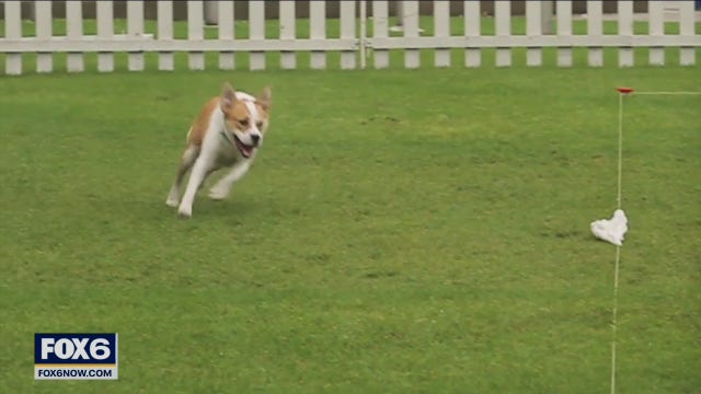 Petfest 2021 at Maier Festival Park