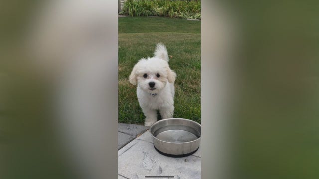 Oak Creek family's puppy, car stolen in Milwaukee