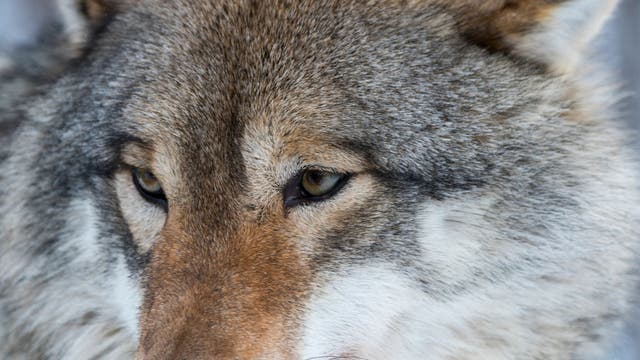 Wisconsin wolf hunt lawsuits; no DNR action on outside attorneys