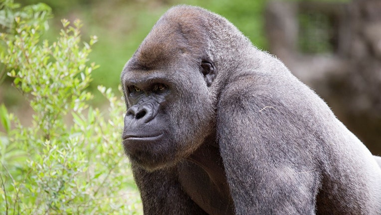 Western lowland gorilla-Zoo Atlanta