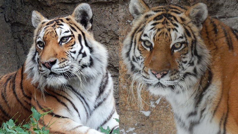 Anya, Amur tiger