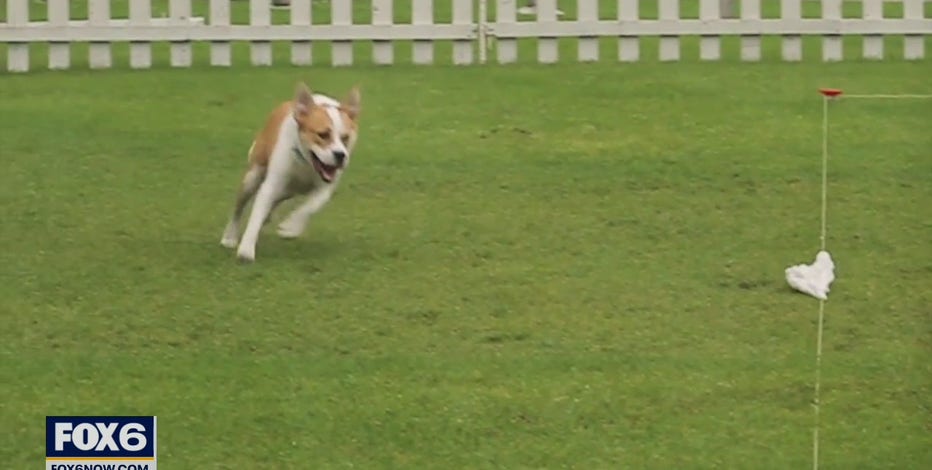 Petfest 2021 at Maier Festival Park