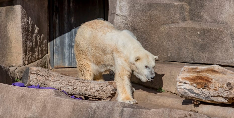 Milwaukee County Zoo polar bear dies at 36