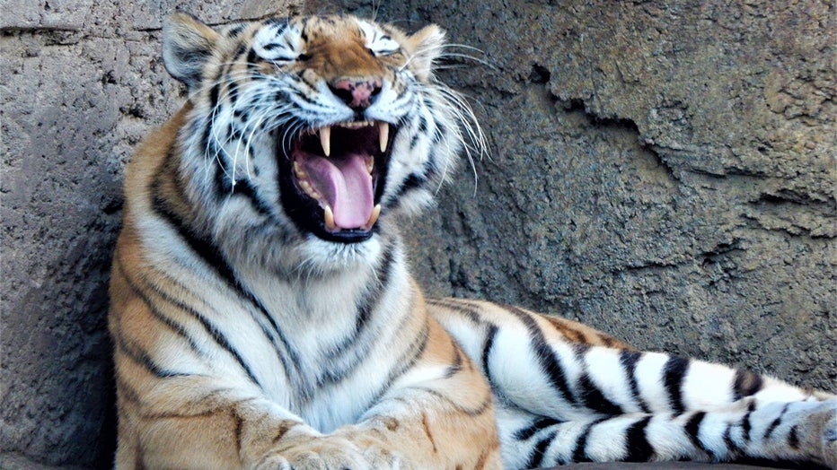 Anya, Amur tiger