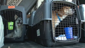 Dogs land in Waukesha; hurricane impacted Louisiana shelters